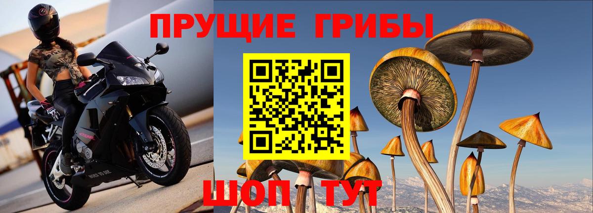 Галлюциногенные грибы Psilocybine cubensis Скопин